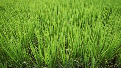 Rice Field slider shoot Stock Footage 41985963