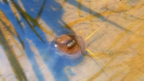 Rice Field Snail Crawling with Antennae Extended Underwater in Bright Sunlight 스톡 동영상 343091259