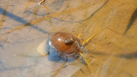 Rice Field Snail Crawling Underwater as Water Strider Approaches and Leaves 스톡 동영상 343091374