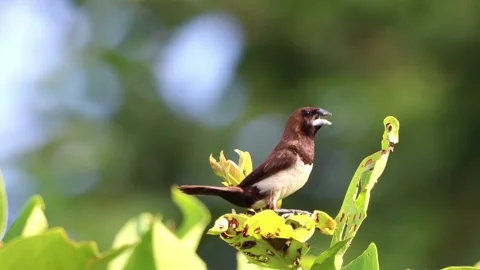 The rice field sparrow was perched on a branch Stock Footage 286995648