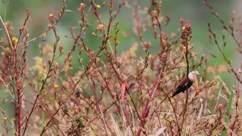 The rice field sparrow was perched on a branch Video stock 287005798