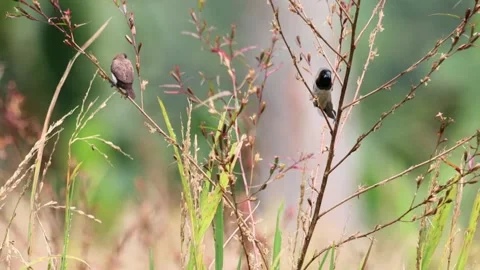 The rice field sparrow was perched on a branch Stock Footage 287006089