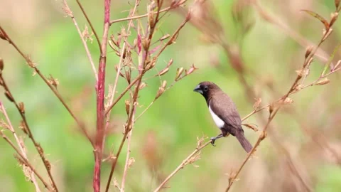 The rice field sparrow was perched on a branch 库存影片 287006389