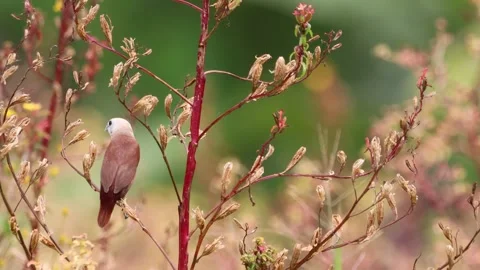 The rice field sparrow was perched on a branch Video stock 287007103