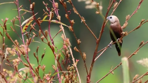 The rice field sparrow was perched on a branch 動画素材 287007187