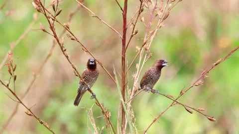 The rice field sparrow was perched on a branch Video stock 287007270