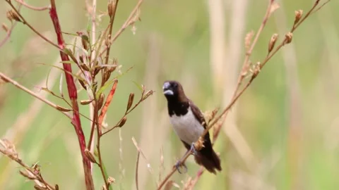 The rice field sparrow was perched on a branch Stock Footage 287007357