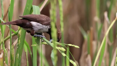 The rice field sparrow was perched on a branch Video stock 287007700