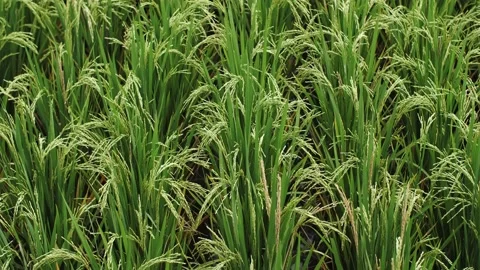 Rice field static close-up in bali Stock Footage 222404779