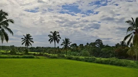 Rice field stretching under cloudy sky in tropical landscape video Video stock 338984654