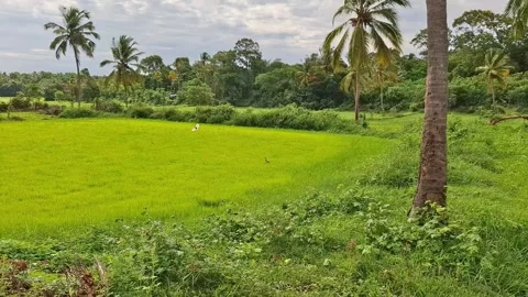 Rice field stretching under cloudy sky in tropical landscape video Video stock 338984664