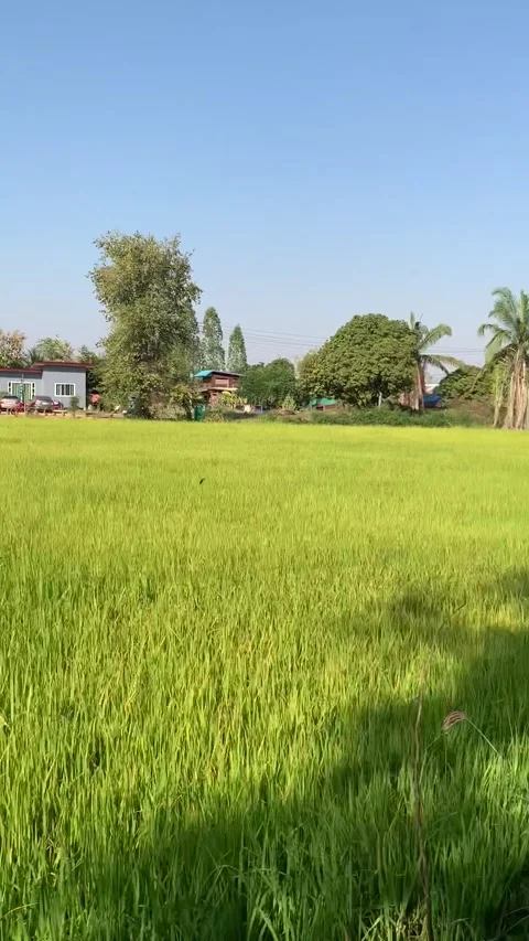 Rice field in Sukhotai Stockbeeldmateriaal 344951409