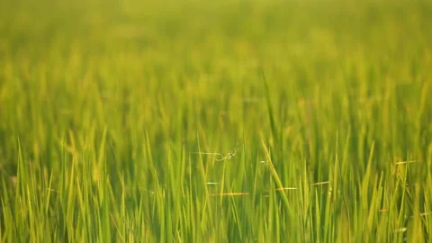 Rice field on sunny in countryside of beautiful nature orgainc plantation  Video stock 218621053
