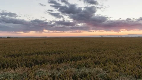 Rice field with sunset and clouds in harvest time. Timelapse, Valencia. Spain Stock Footage 141200981