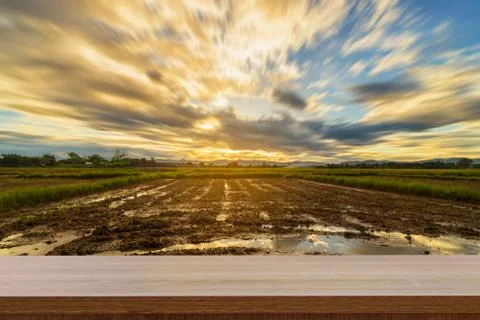 Rice field sunset and Empty wood table for product display and montage. Stock Photos