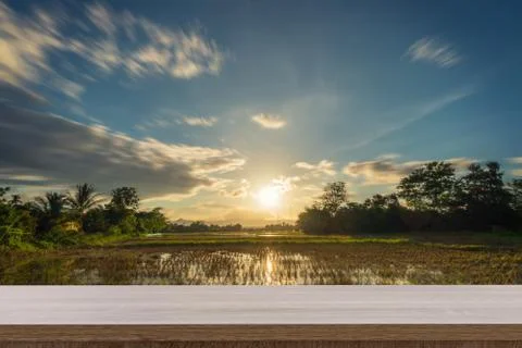 Rice field sunset and Empty wood table for product display and montage. Stock Photos