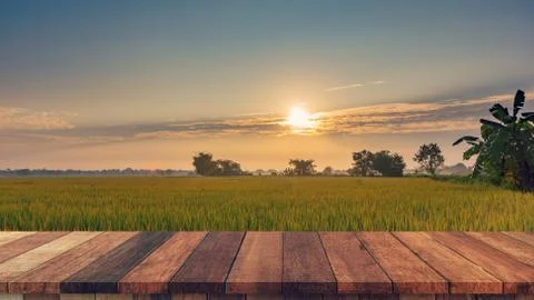 Rice field sunset and Empty wood table for product display and montage. Stock Photos