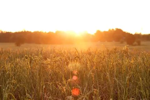 Rice field at sunset background Stock Photos