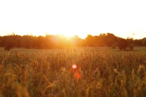 Rice field at sunset background Foto stock