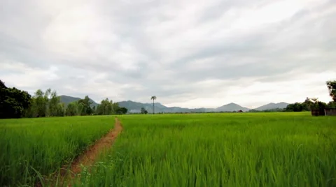Rice field in sunset Stock Footage 42081020