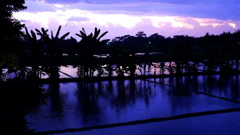 Rice Field Sunset, Highlights around Bali 스톡 동영상 100795465
