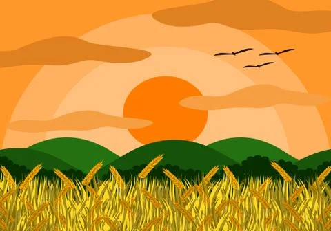 Rice field sunset Stock Illustration