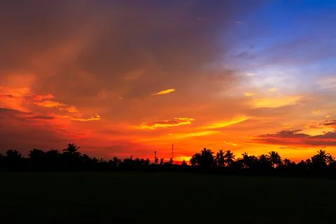 Rice field in sunset Stock Photos