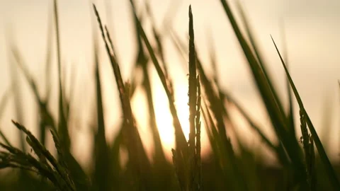 Rice field on sunset sky background  Stock Footage 219936935