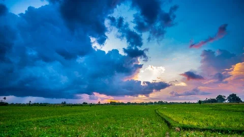 Rice field at sunset time lapse Vídeo Stock 76889887