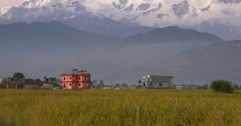 Rice field surrounded by high mountains Stock Footage 70478280