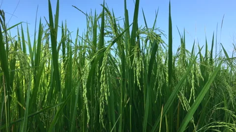 Rice field swinging in the wind Vídeo Stock 68989943