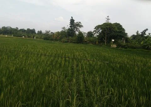 Rice field in Tangerang west Java indonesia Stock Photos