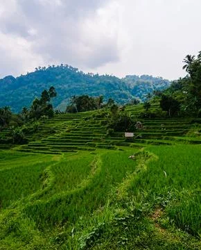 Rice Field at Tasikmalaya West Java Indonesia Stock Photos