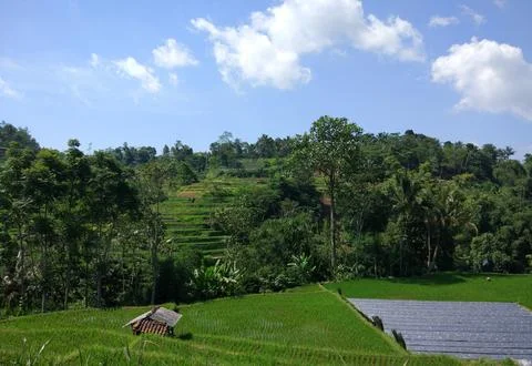 Rice Field at Tasikmalaya West Java Indonesia Stock Photos