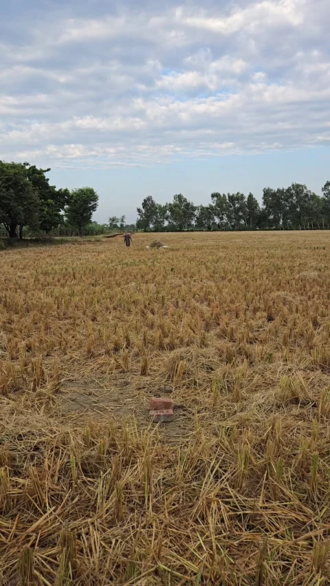 Rice field in thailand Video stock 321918525