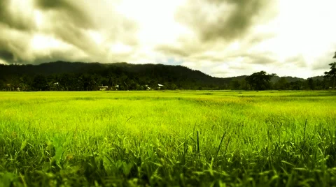 Rice field tilt shift time lapse. Philippines 2015. 4K Stock Footage 49088060
