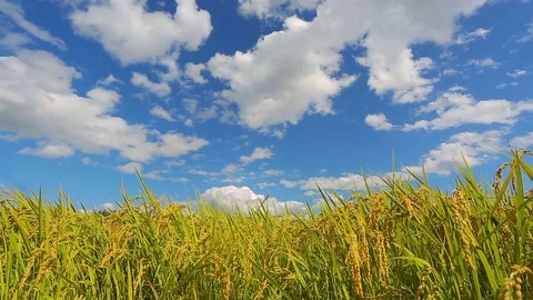 Rice field. Time Lapse. Stock Footage 84359274