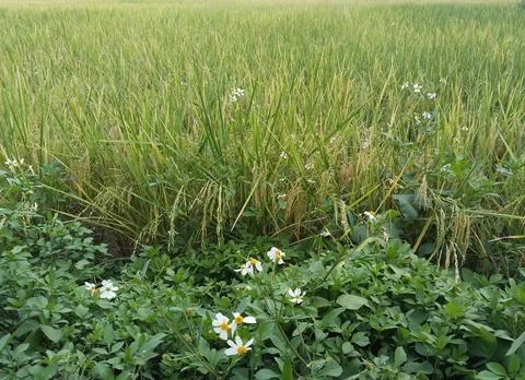 Rice field with tiny white flower Foto stock