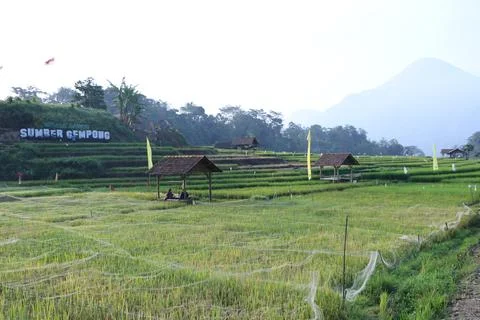 Rice field tours in East Java, Indonesia Stock Photos