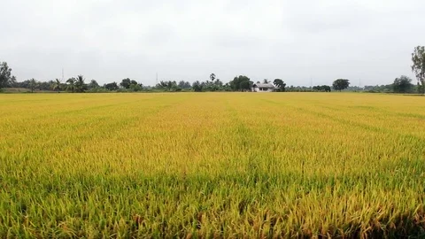 Rice field with tracking to left Stock Footage 70500529