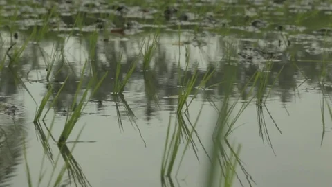 Rice field, tracking shot. Stock Footage 82329137