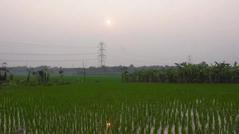 Rice Field with Transmission 库存影片 333916901
