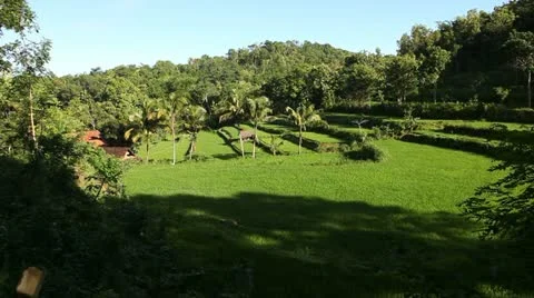 Rice field in the tropical forest Stock Footage 22292529
