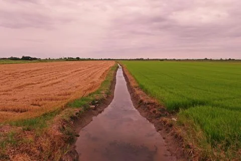 Rice field at two difference stage Stock Photos