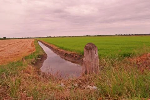 Rice field at two difference stage Stock Photos