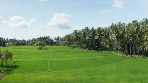 Rice field in Ubud 動画素材 218308491