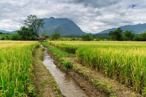 Rice field under cloudy sky Foto stock