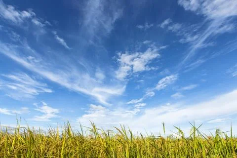 Rice field under cloudy sky Stock Photos