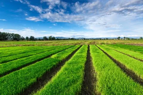 Rice field under cloudy sky Stock Photos