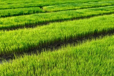 Rice field under cloudy sky Stock Photos